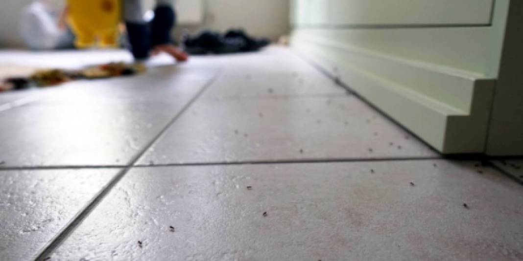 Yazın gelişi karıncaları da getirmesin! Bu kokuya dayanamıyor, topluca kaçıyorlar: İşte karıncalar için en etkili yöntem 3